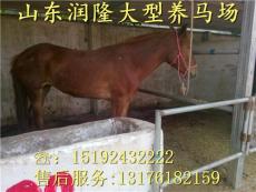 山東潤(rùn)隆特種養(yǎng)殖場(chǎng) 匠心培育高端牲畜，引領(lǐng)農(nóng)牧業(yè)新風(fēng)尚